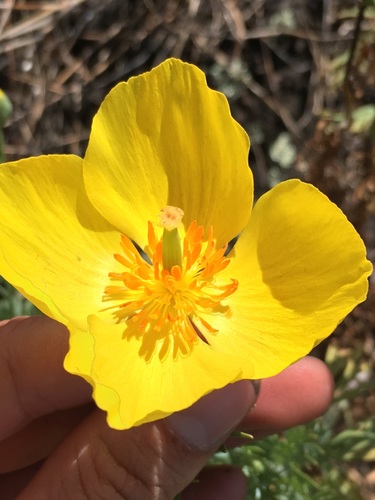 Hunnemannia fumariifolia observed 2018-07-01