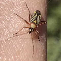 Closterocoris amoenus