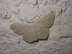 Scopula immutata