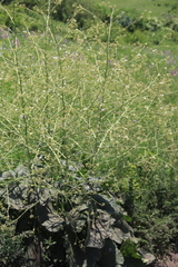 Crambe cordifolia