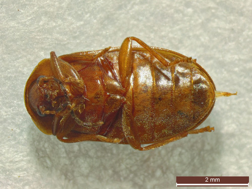 Microcara testacea, photo 2 of 8
