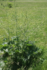 Crambe cordifolia