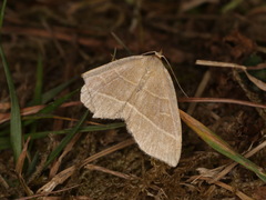 Trisateles emortualis