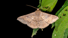 Blasticorhinus rivulosa