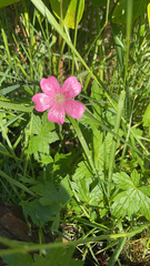 Geranium palustre