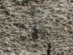 Cicindela limbalis