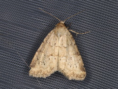 Photedes minima