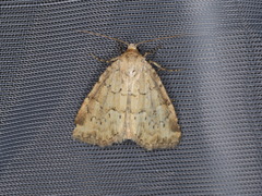 Photedes minima