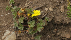 Potentilla brauniana