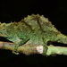 Nguru Pygmy Chameleon - Photo (c) John Lyakurwa, some rights reserved (CC BY), uploaded by John Lyakurwa