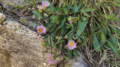 Erigeron alpinus