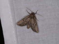 Apterogenum ypsillon