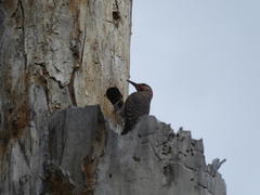 Colaptes auratus luteus × cafer