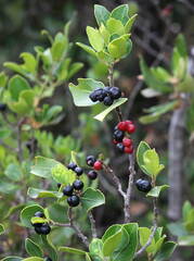 Rhamnus alaternus