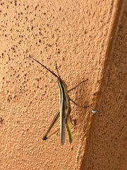 Mermiria intertexta