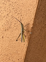 Mermiria intertexta