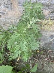 Artemisia absinthium