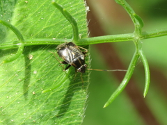 Cyphodema instabilis