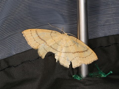 Cyclophora linearia