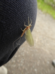 Ephemeroptera
