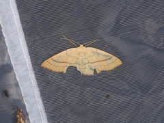 Cyclophora linearia