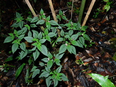 Macrocentrum cristatum