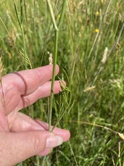 Oenanthe peucedanifolia