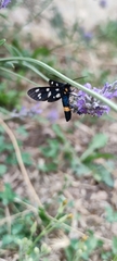 Amata ragazzii