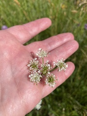 Oenanthe peucedanifolia