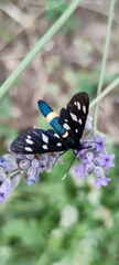 Amata ragazzii