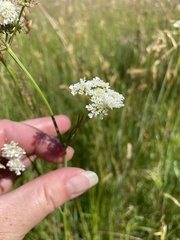 Oenanthe peucedanifolia