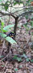Amata ragazzii