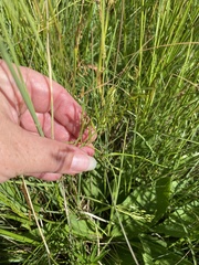 Oenanthe peucedanifolia