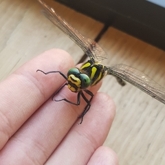 Cordulegaster boltonii