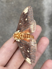 Citheronia beledonon