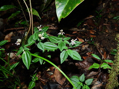 Macrocentrum cristatum