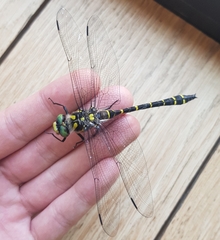 Cordulegaster boltonii