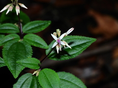 Macrocentrum cristatum