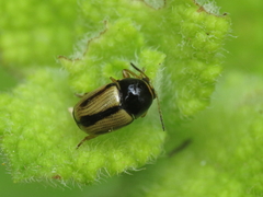 Cryptocephalus pygmaeus