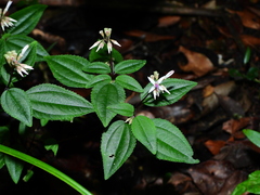 Macrocentrum cristatum