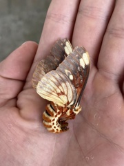 Citheronia beledonon