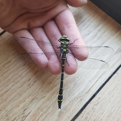 Cordulegaster boltonii