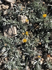 Raillardella argentea