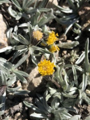 Raillardella argentea