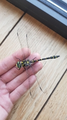 Cordulegaster boltonii