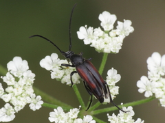 Stenurella approximans