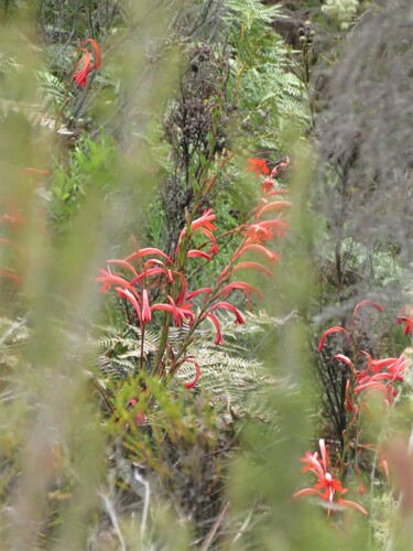 Image of Watsonia angusta by (c) Christiaan Viljoen, some rights reserved (CC BY)
