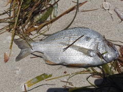 Archosargus rhomboidalis