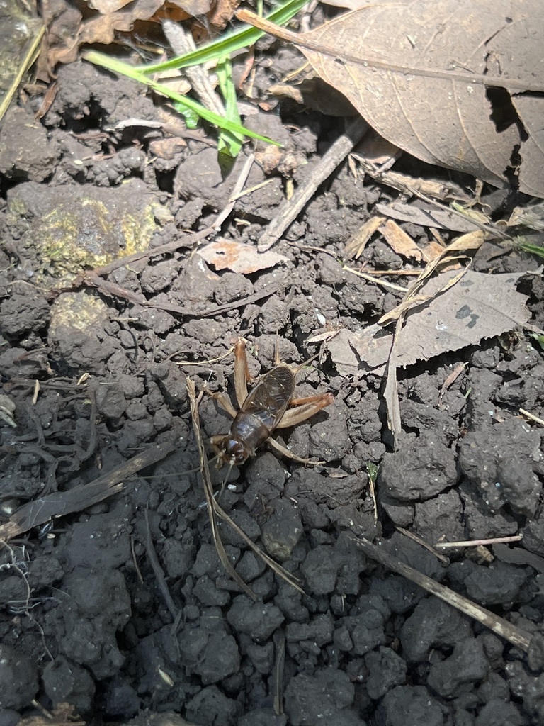 Indies short-tailed cricket