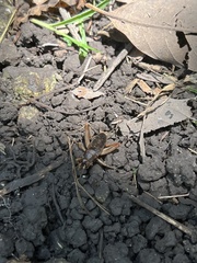 Anurogryllus celerinictus